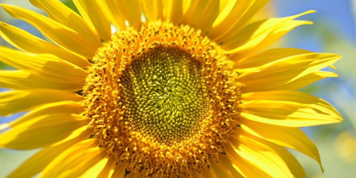 Estudio: Plantas de energía solar serían más eficientes si tuvieran forma de girasol