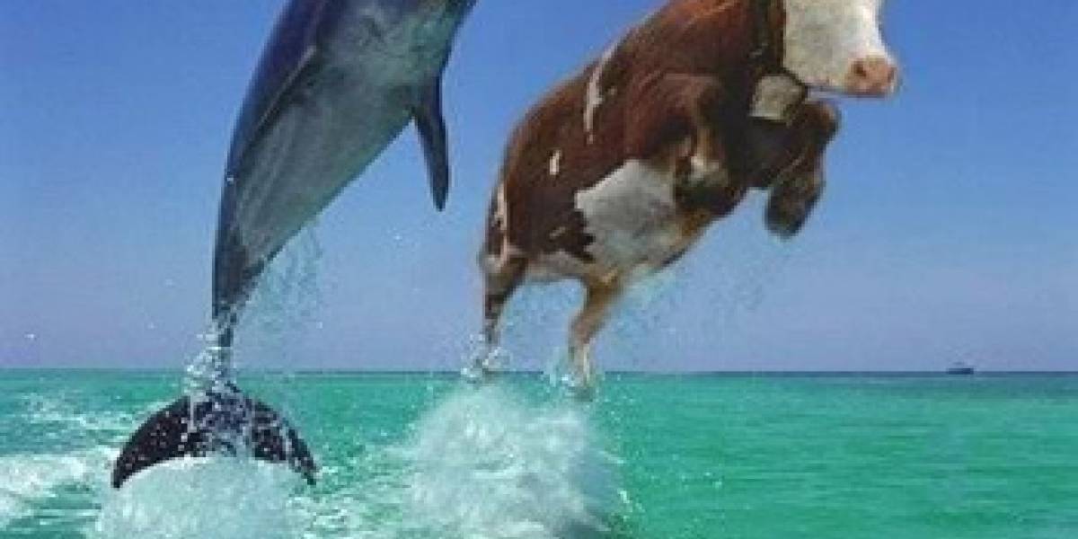 Ya viene Google Flipper