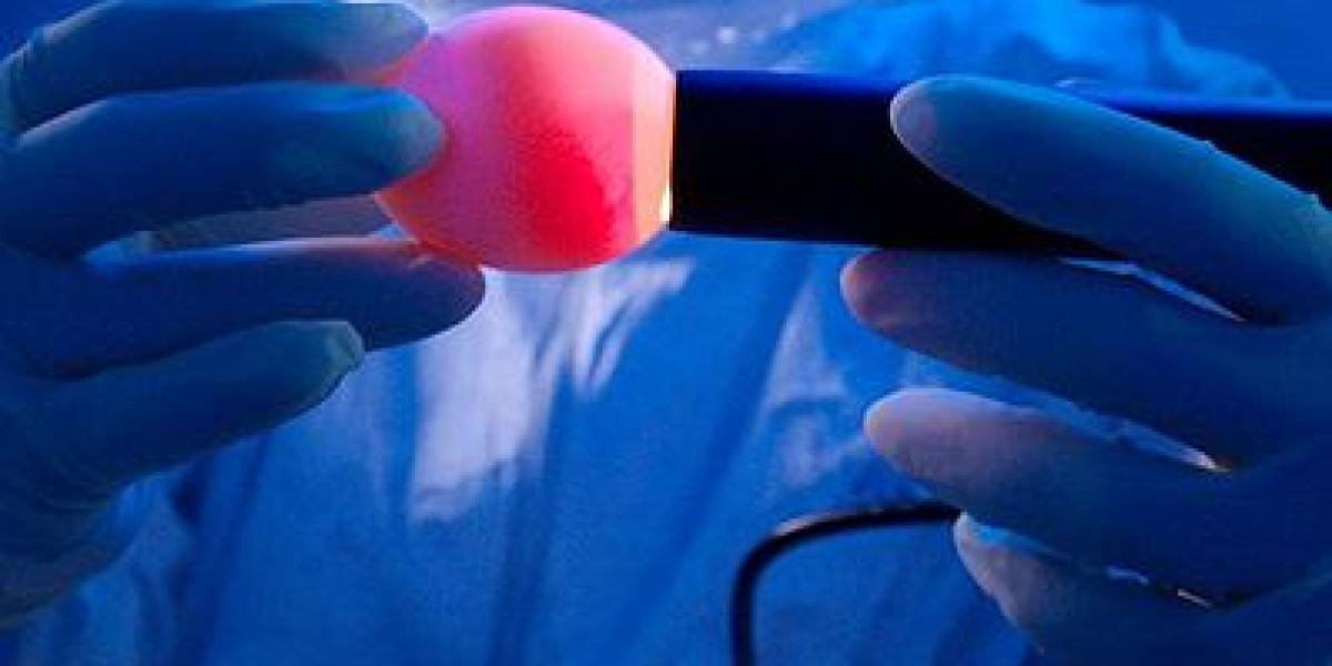 Científicos descubren que la gallina vino antes que el huevo