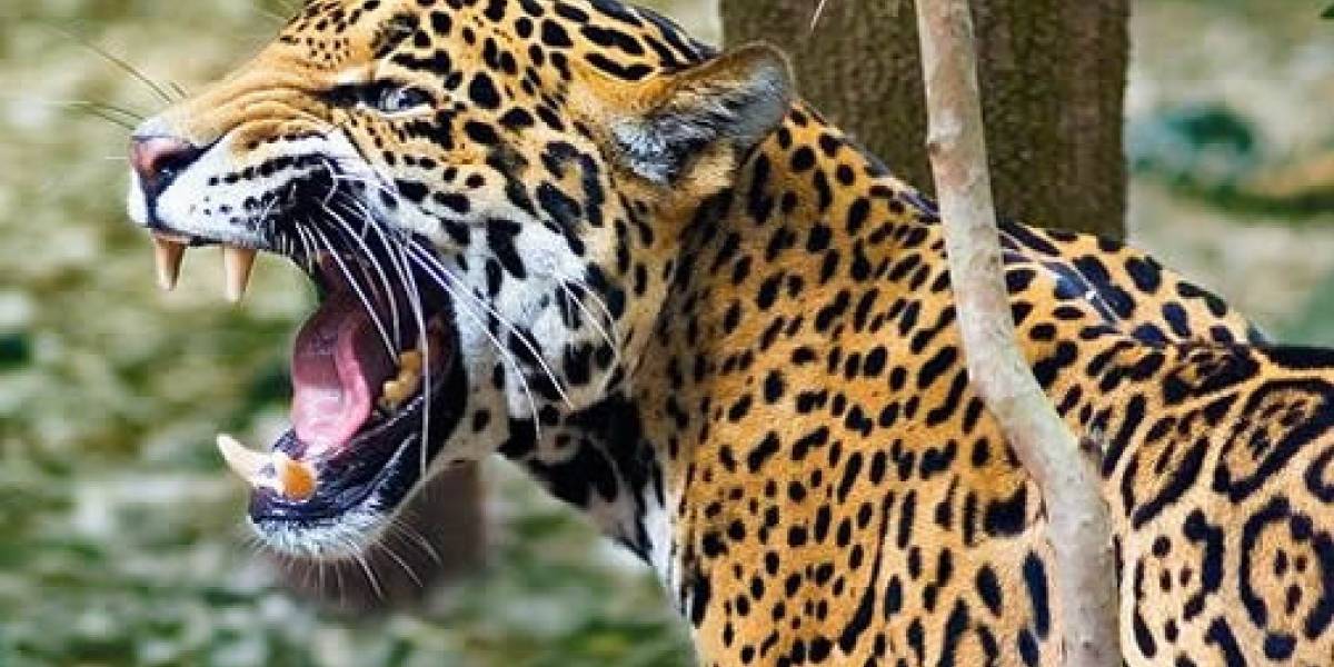 Junten miedo, pederastas: Supercomputador Jaguar irá de cacería tras ellos