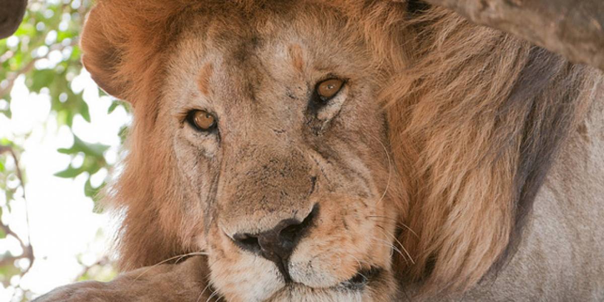Rastrean a leones en África usando mensajes SMS
