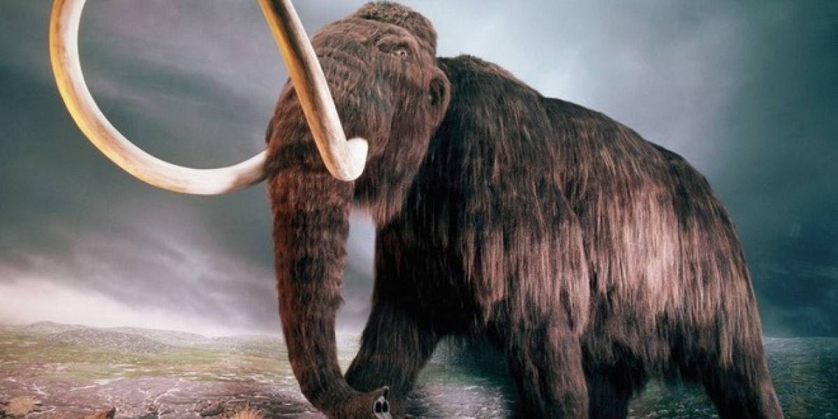 Descubren restos de mamut en buen estado que podría servir para crear un clon