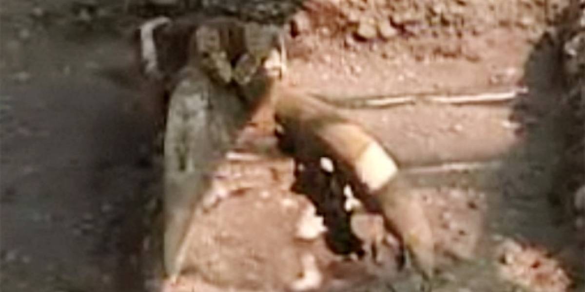 Chile: Descubren el primer cráneo completo de un mastodonte