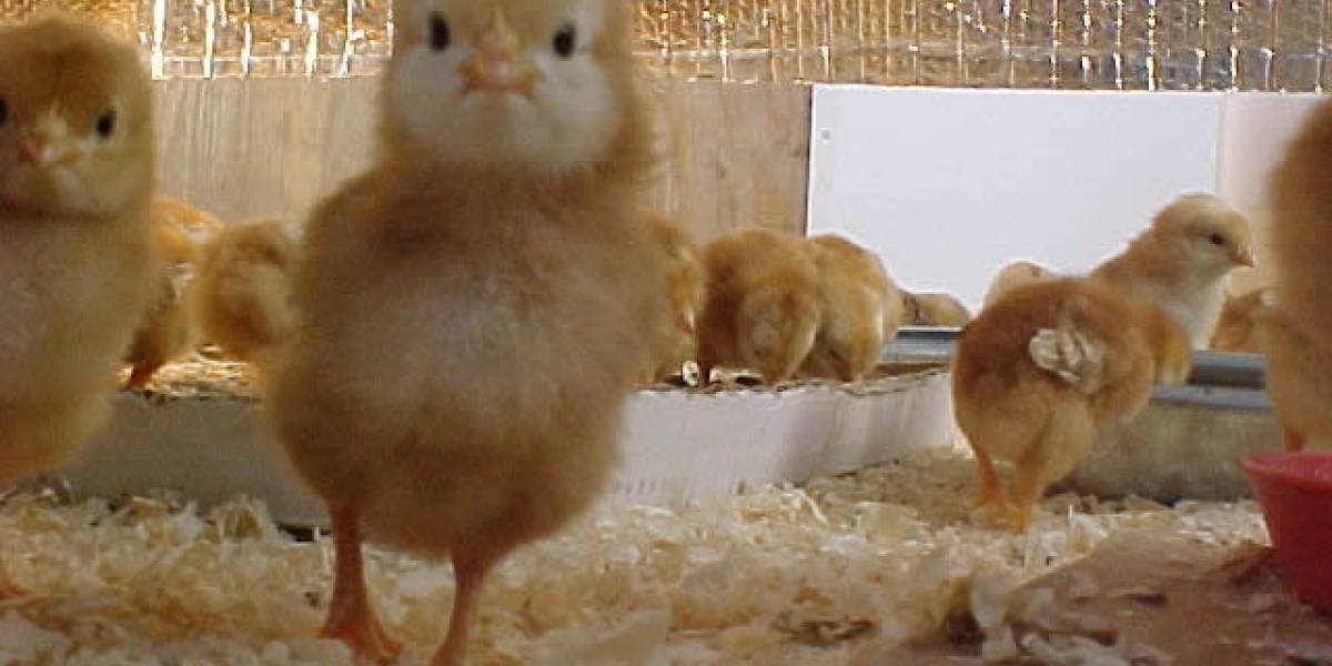 Pollos recién nacidos son más inteligentes que los humanos ante imágenes tipo Escher