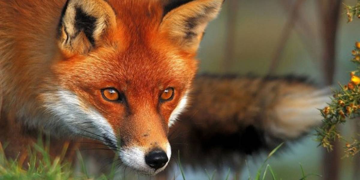 Firefox Quantum lanza versión para protegerse de Meltdown y Spectre
