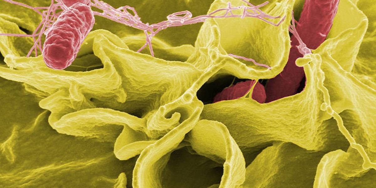 La salmonella podría ser utilizada como arma contra el cáncer intestinal