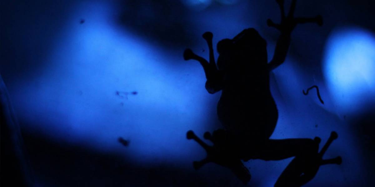 Empresa BlueToad dice ser la fuente de las ID de equipos Apple filtradas, no el FBI