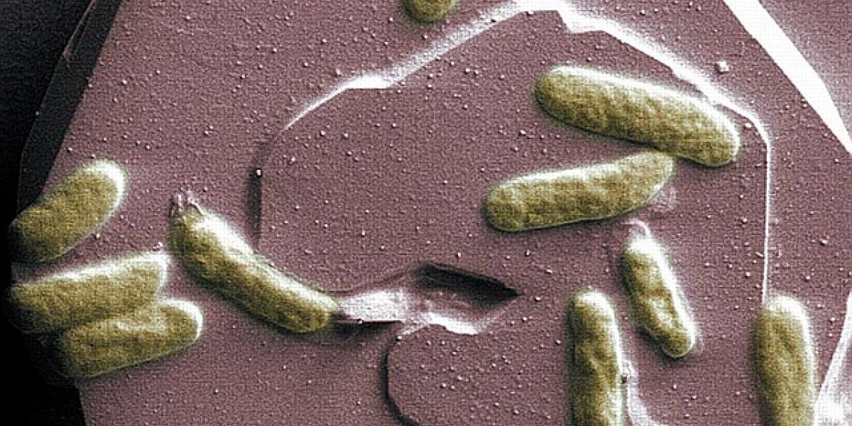 Bacterias que inhalan metales tóxicos y los exhalan no tóxicos