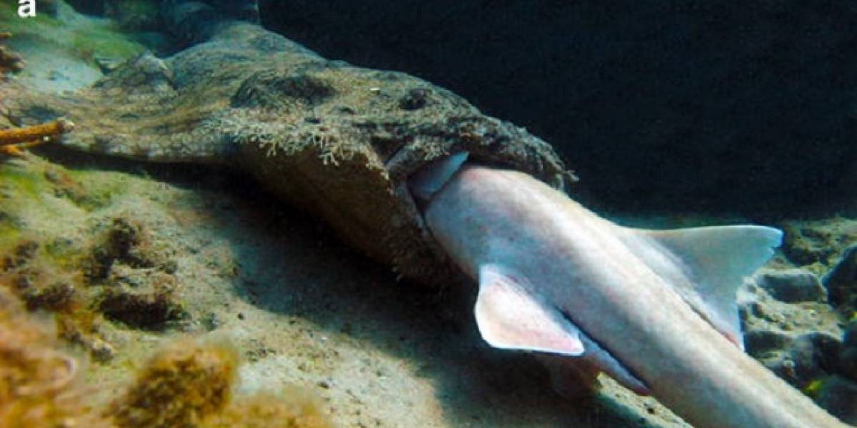 Imperdible: Primera foto de un tiburón devorándose a otro tiburón