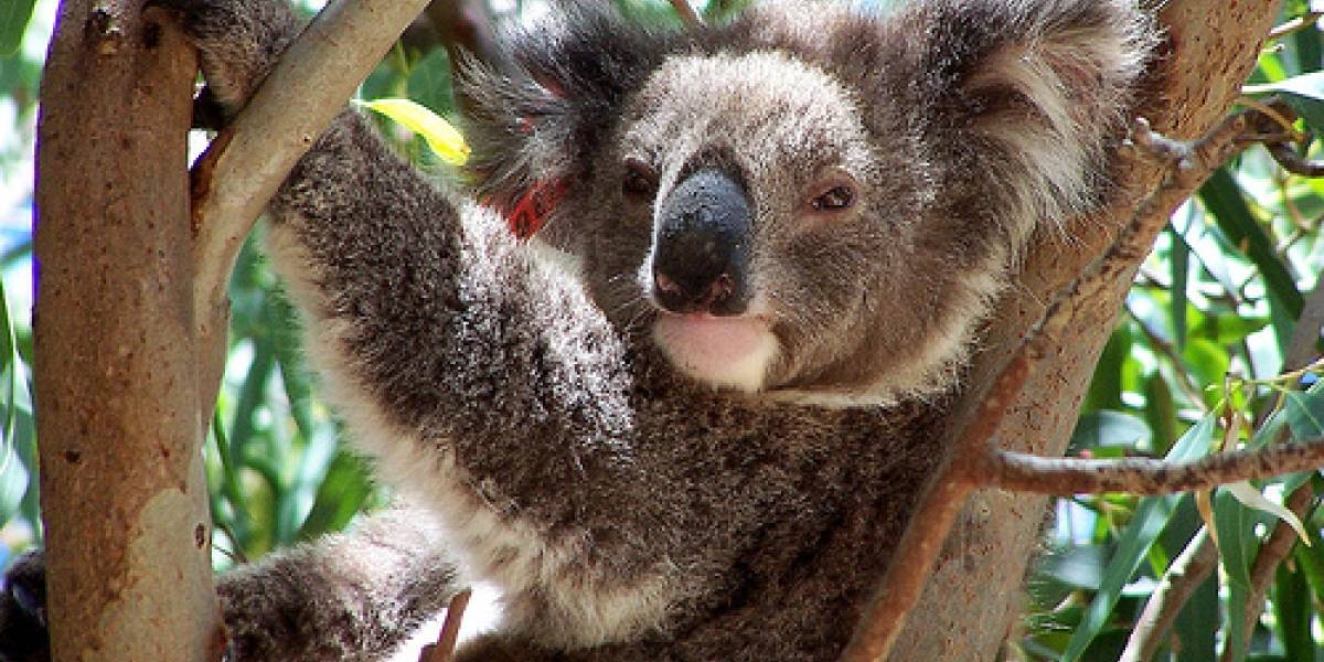 Karmic Koala: La mascota de Ubuntu 9.10
