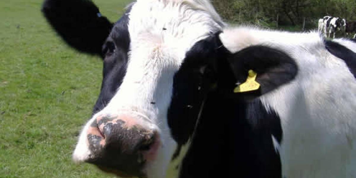 Datacenters funcionarán con estiércol de vacas