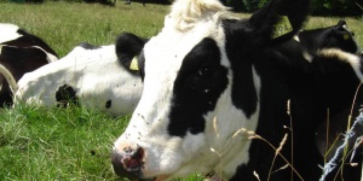 Efecto Invernadero: Aceite de pescado reduce emisiones de metano de las vacas