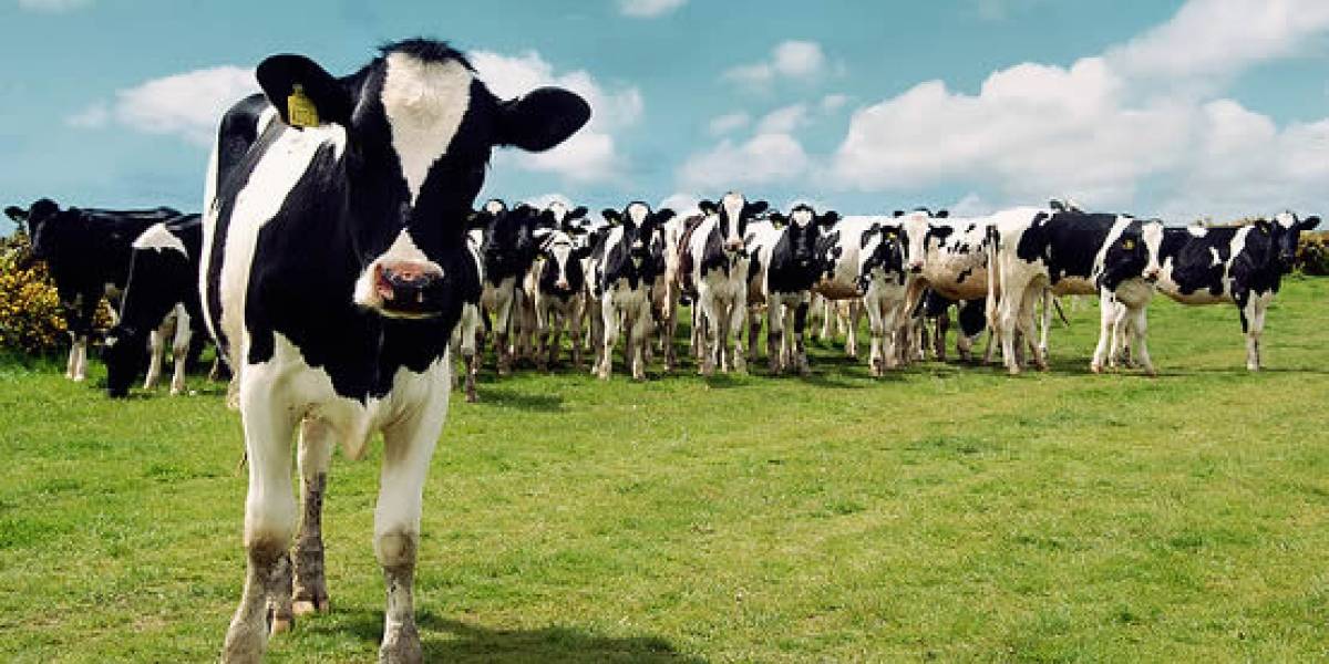 Vacas genéticamente modificadas producen "leche humana"