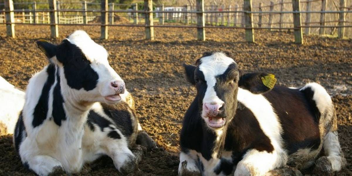 Vacas modificadas genéticamente producen leche hipoalergénica