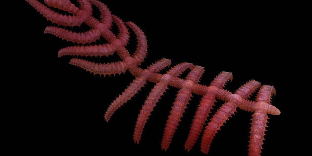 "Cactus caminante" sería el eslabón perdido en la evolución de los artrópodos