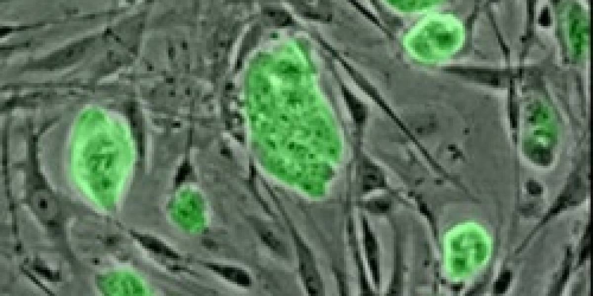 FDA autoriza pruebas con células madre de origen embrionario