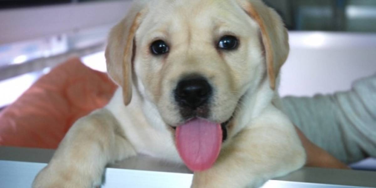 Primer perro clonado comercialmente es entregado a sus dueños