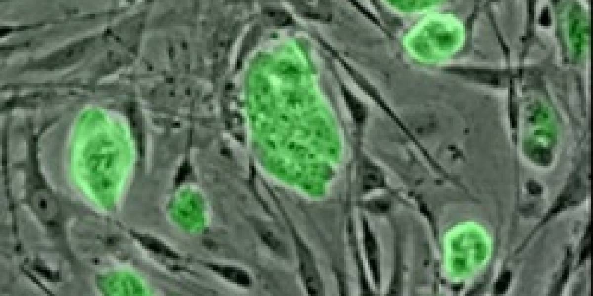 Científicos descubren una manera segura de crear células madre