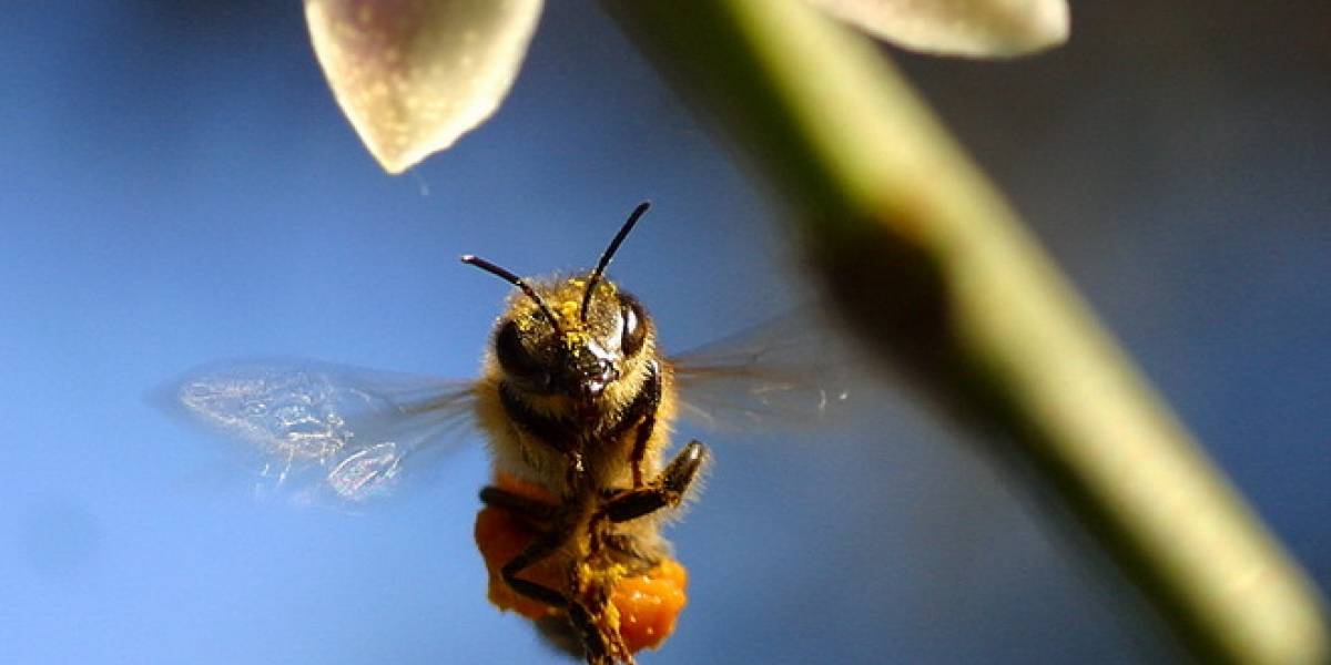 Abejas entrenadas podrían reemplazar a perros en aeropuertos