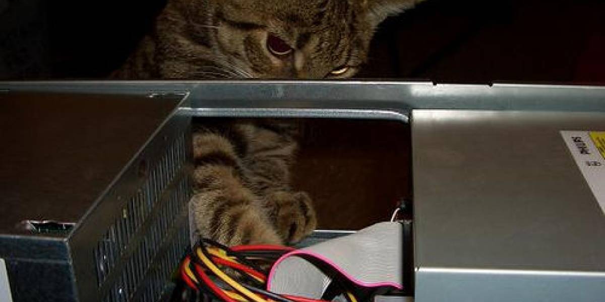 Cerebro de gato inspira a científicos para crear súper computador