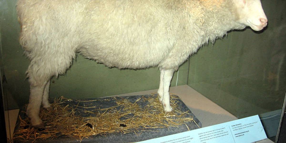A 14 años del controvertido estrellato de oveja Dolly
