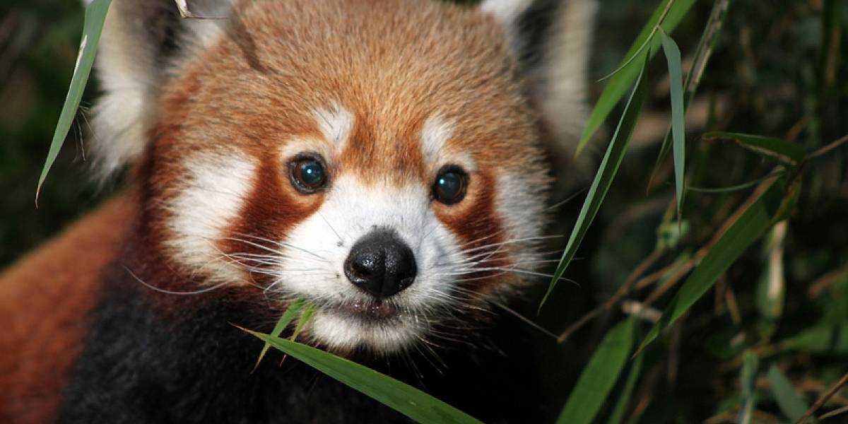 Ya se puede descargar Firefox 19 desde los servidores de Mozilla
