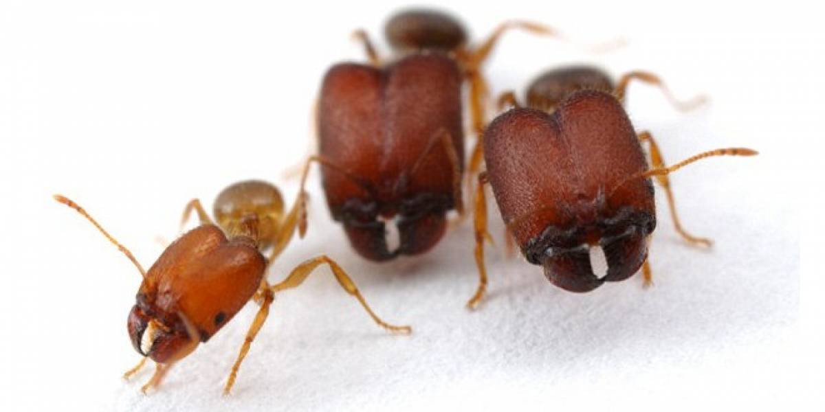 Científicos crean abominables superhormigas supergigantes y supercabezonas