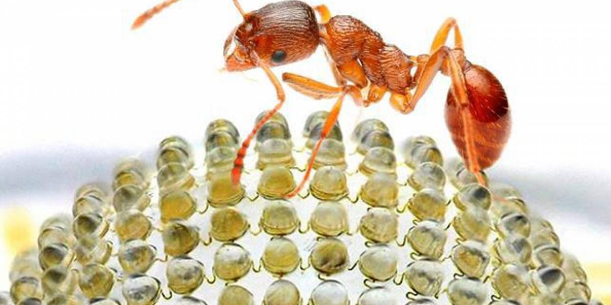 Científicos crean cámara inspirada en los ojos de los insectos
