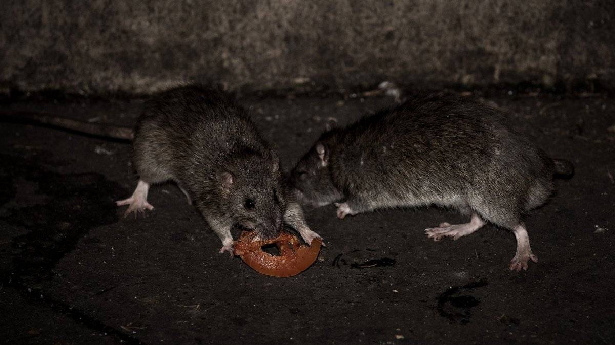 Invasión de ratas en París