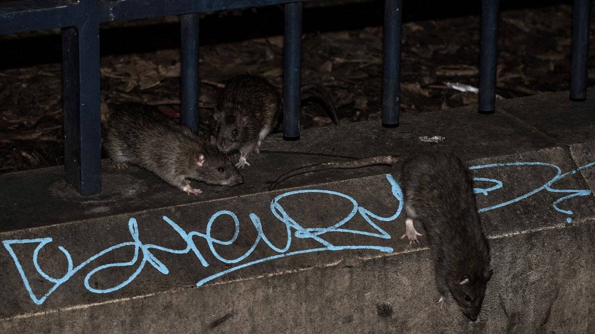 Invasión de ratas en París por crecida de río