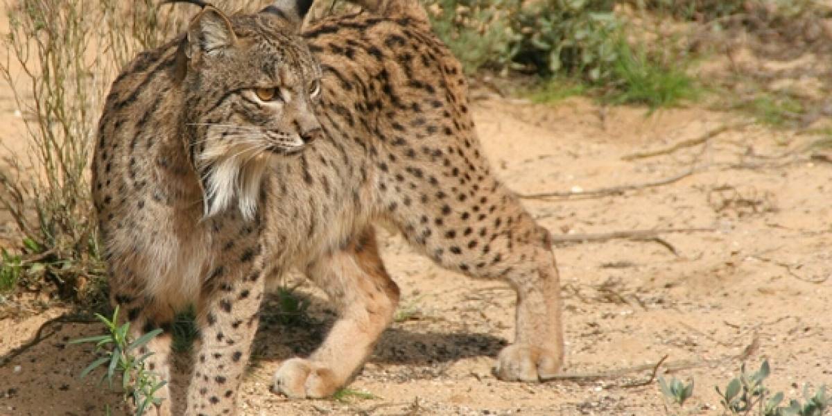 Canonical pone su granito de arena en el rescate del Lince Ibérico