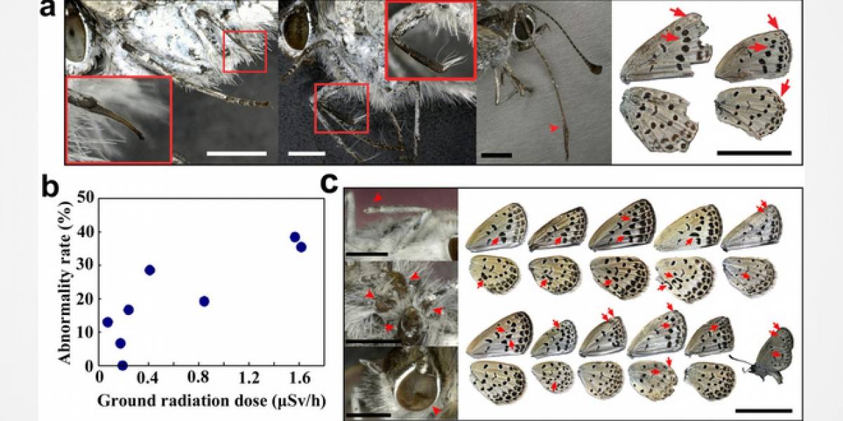Aparecen mariposas mutantes en la zona del desastre de Fukushima