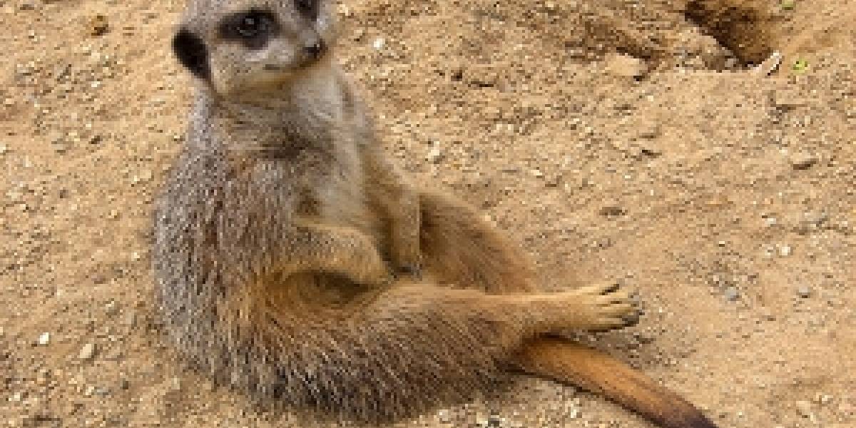 Ubuntu 10.10 es bautizado como Maverick Meerkat