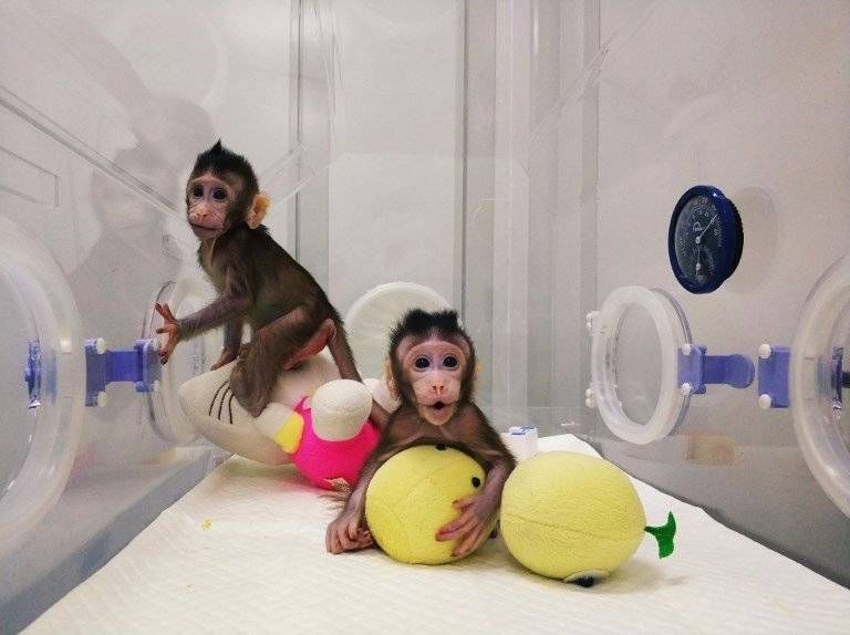 Monos clonados en China