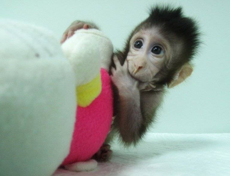 Monos clonados en China