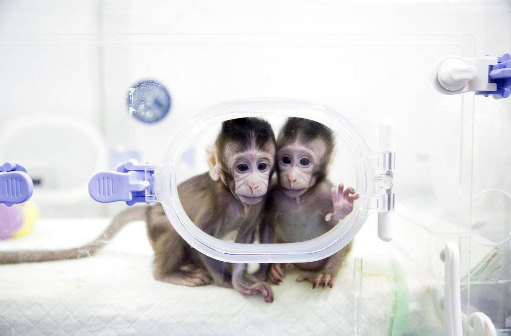 Monos clonados en China