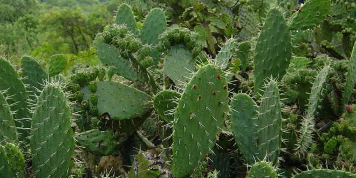 México: Obtienen biocombustible a partir del nopal