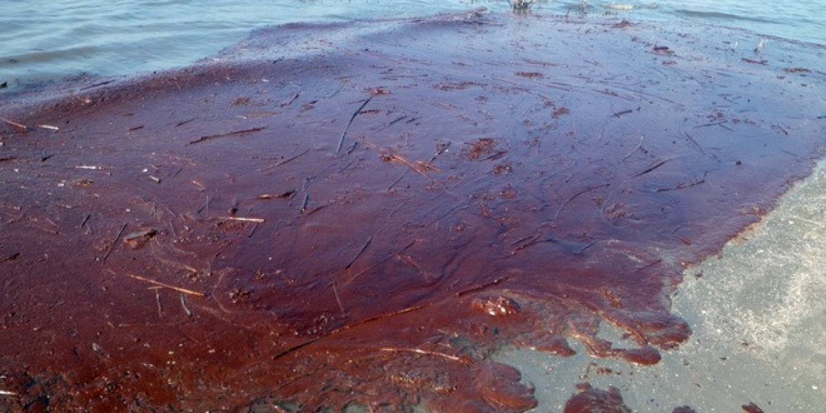 Investigan nuevo método para limpiar derrames petroleros