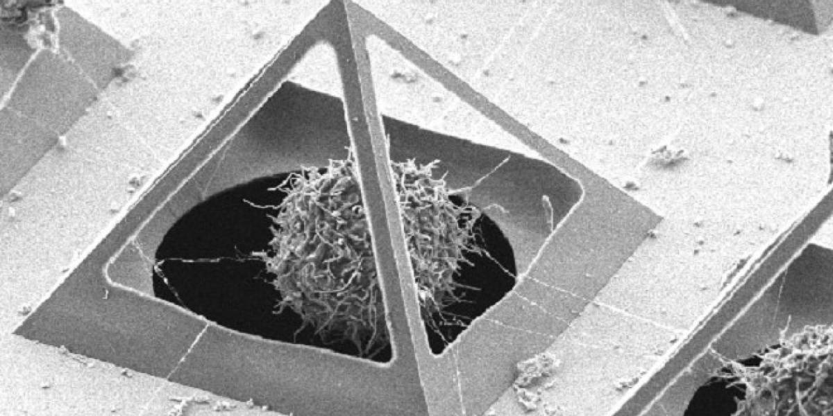 Crean método para fabricar jaulas piramidales para células vivas
