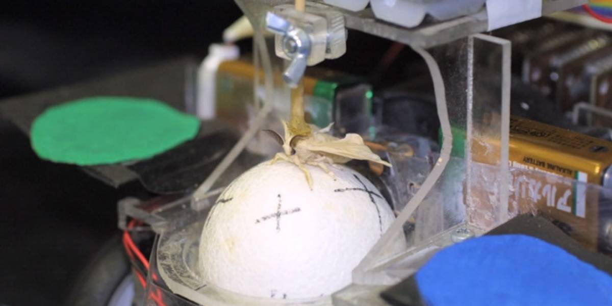 Ponen a una polilla a conducir un robot (Video)