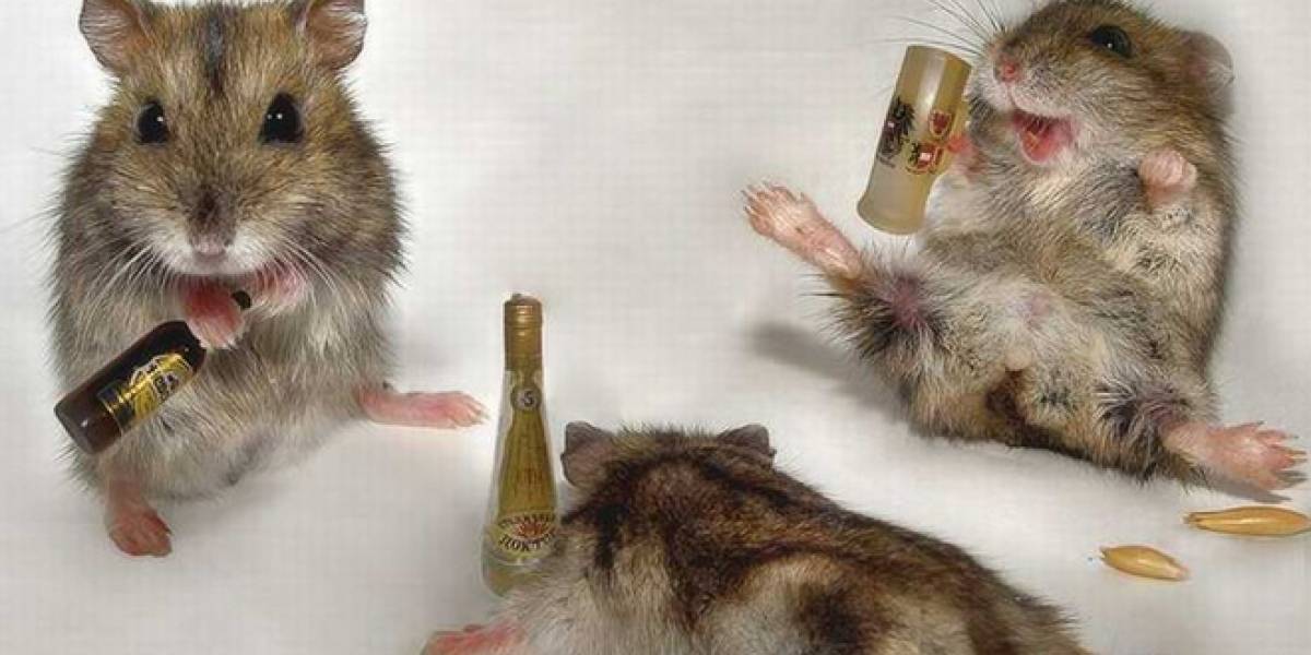 Nanocápsulas dejan casi instantáneamente sobrios a ratones borrachos