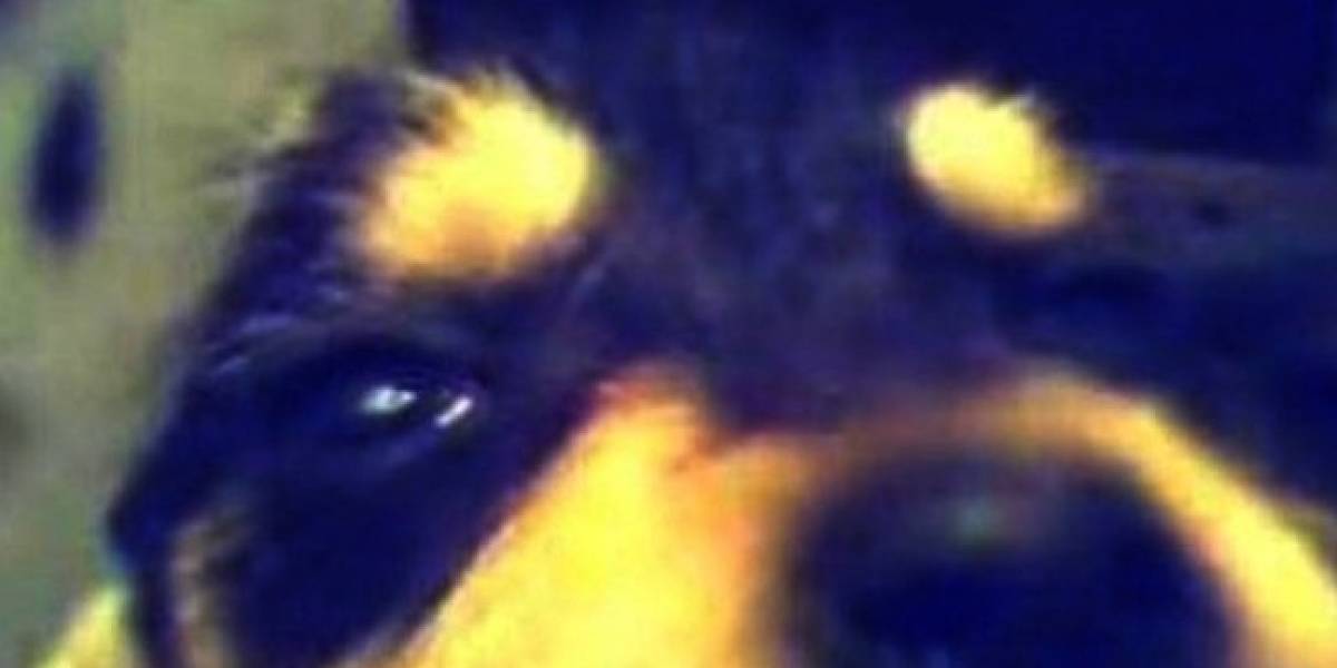 España: Internautas se movilizan para capturar a un asesino de cachorros