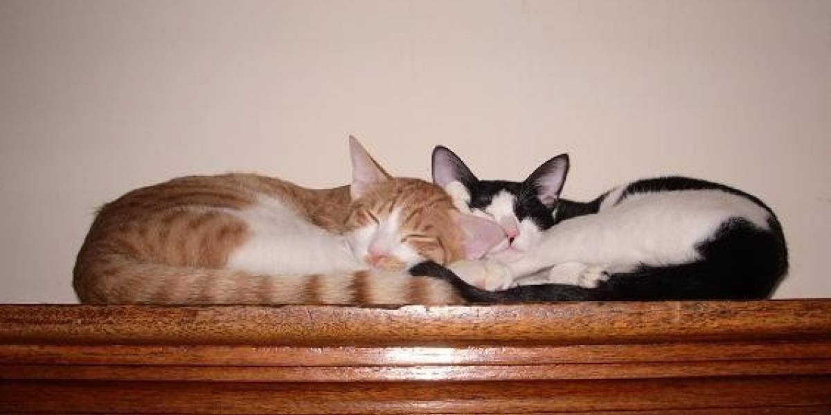 Buenas noches Vietnam: Sólo pueden jugar en línea hasta las 10pm (en serio)