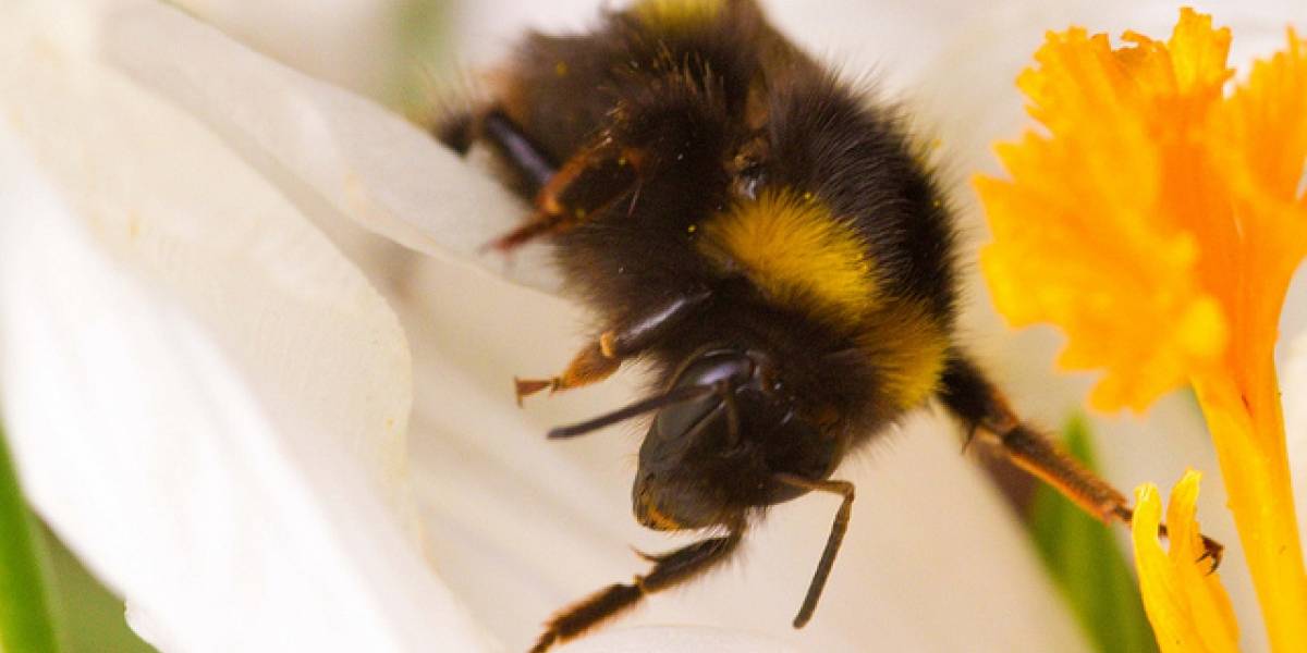 Estudio: Las abejas sí estarían muriendo a causa de la telefonía móvil