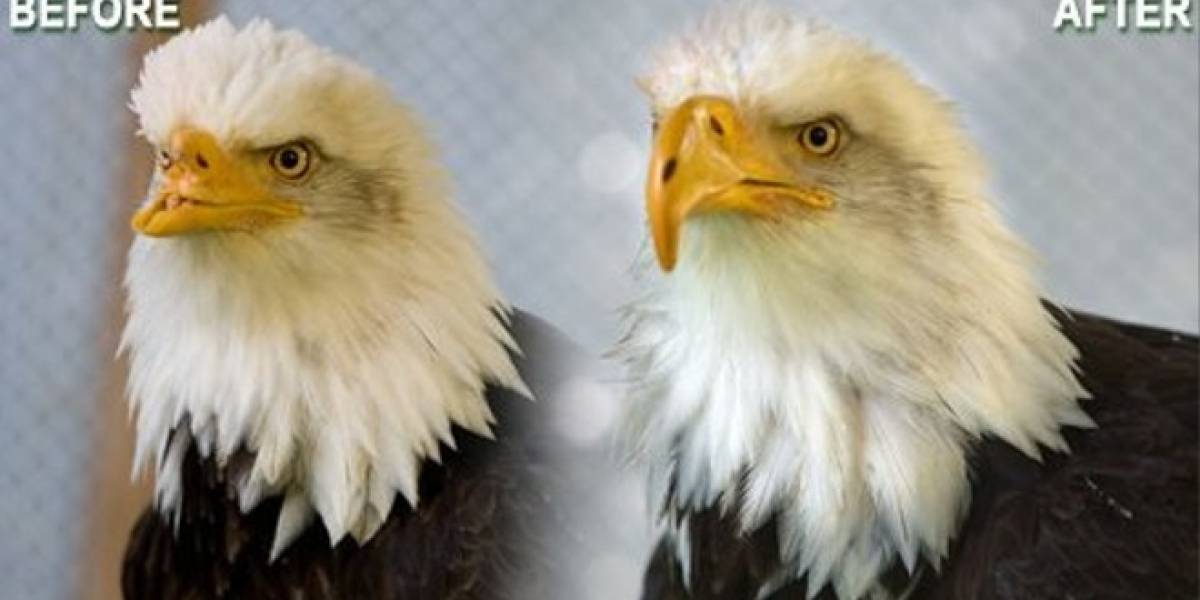 Reparan el pico de un águila calva con una impresora 3D