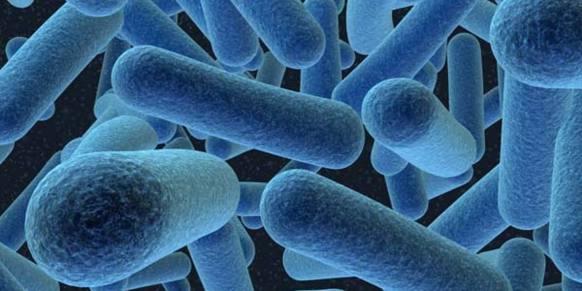La bacteria E.Coli aparecida en Alemania se comporta como pegamento