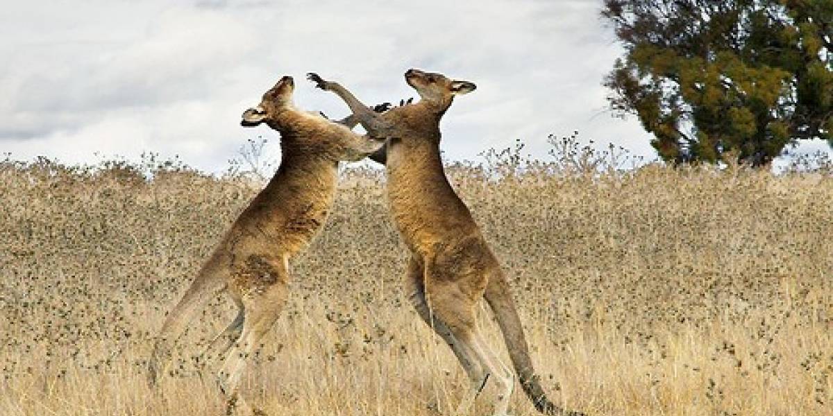 Australia necesita 6 estaciones