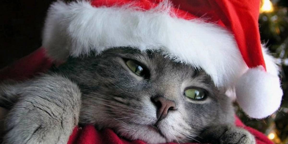 Navidad Niubie: Daniel