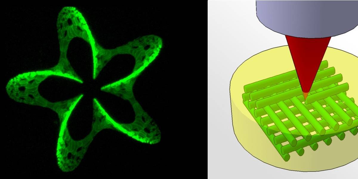Usan láser como impresora 3D para hacer crecer tejido biológico
