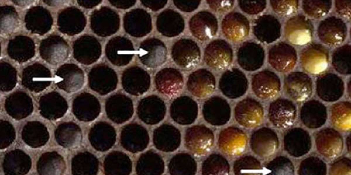 Abejas sepultan celdas de sus colmenas para proteger a las demás de pesticidas